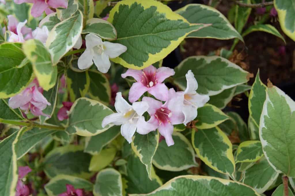 Weigela 'Florida Variegata' 40-60 cm